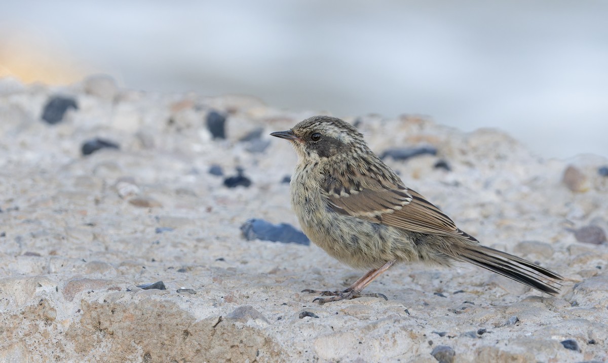 Radde's Accentor - ML642865633