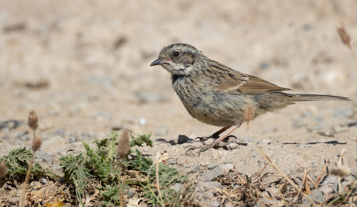 Radde's Accentor - ML642865641