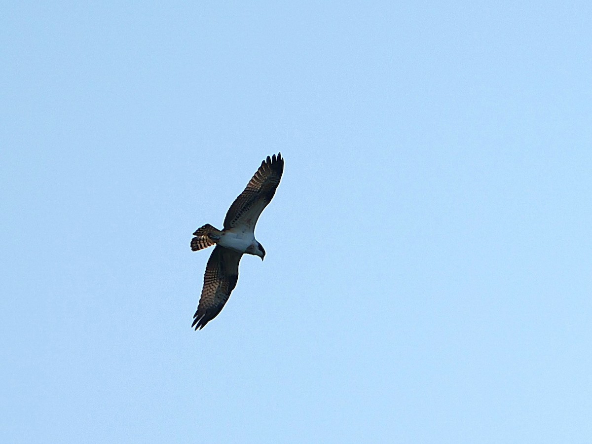Osprey - ML642865642
