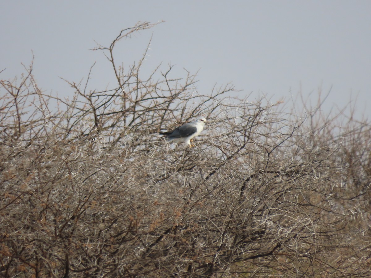 Black-winged Kite - ML642865644