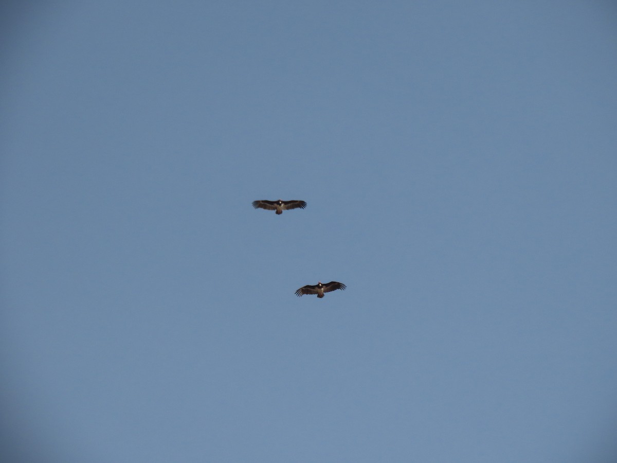 White-headed Vulture - ML642865649