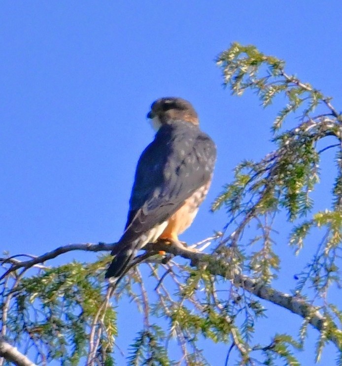 Merlin - ML642865650
