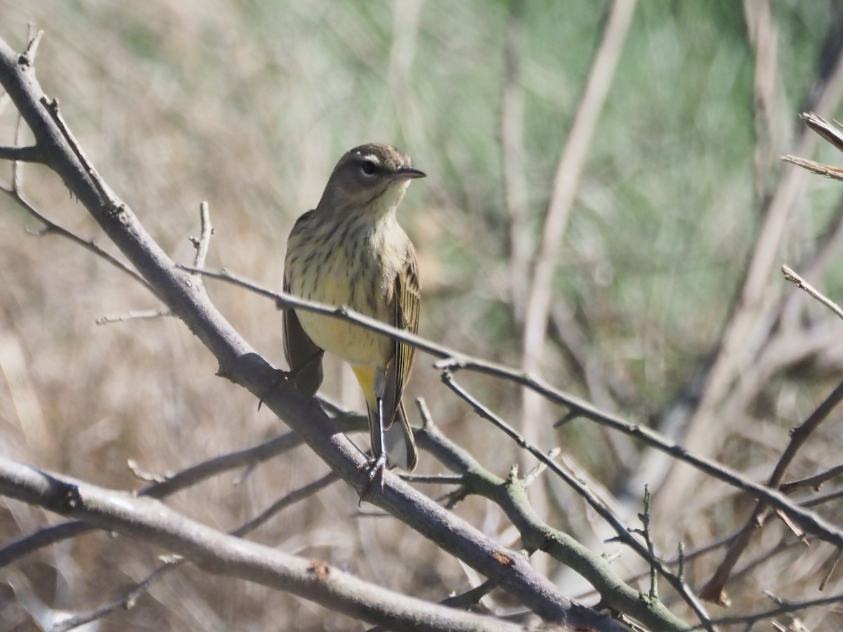 Palm Warbler (Western) - ML642865667