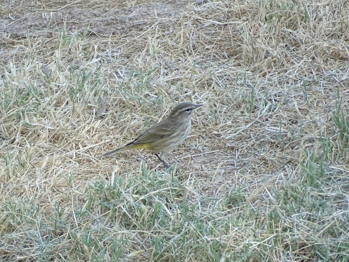 Palm Warbler (Western) - ML642865670