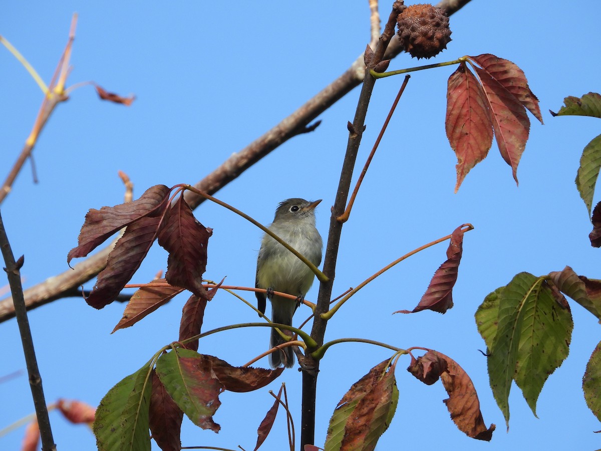 Least Flycatcher - ML642865672