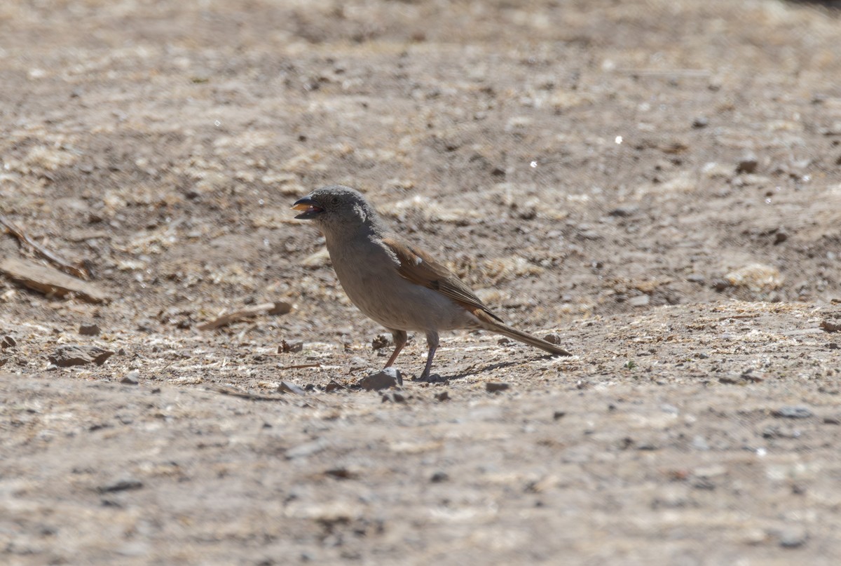 Swainson's Sparrow - ML642865678