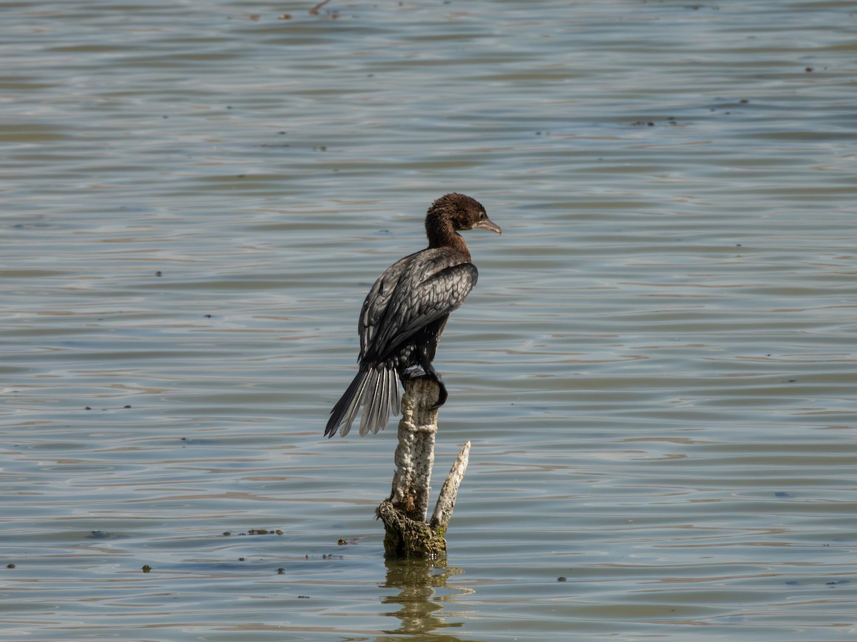 Zwergscharbe - ML642865681