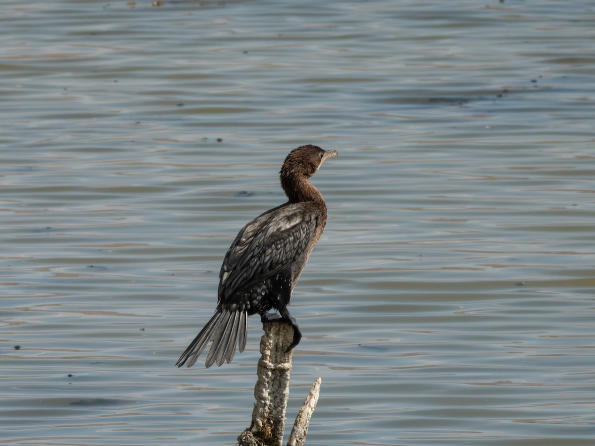 Pygmy Cormorant - ML642865682