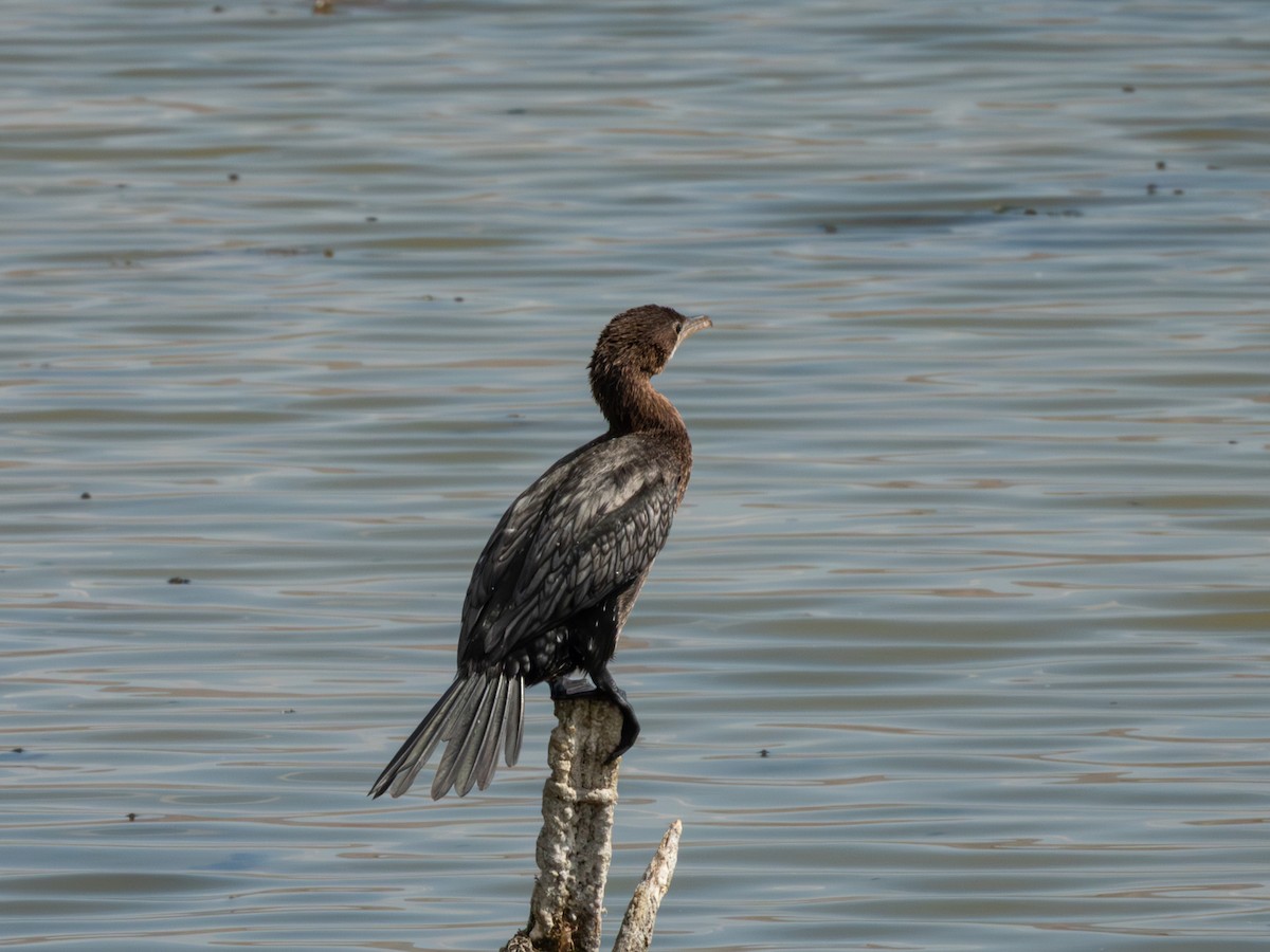 Zwergscharbe - ML642865683