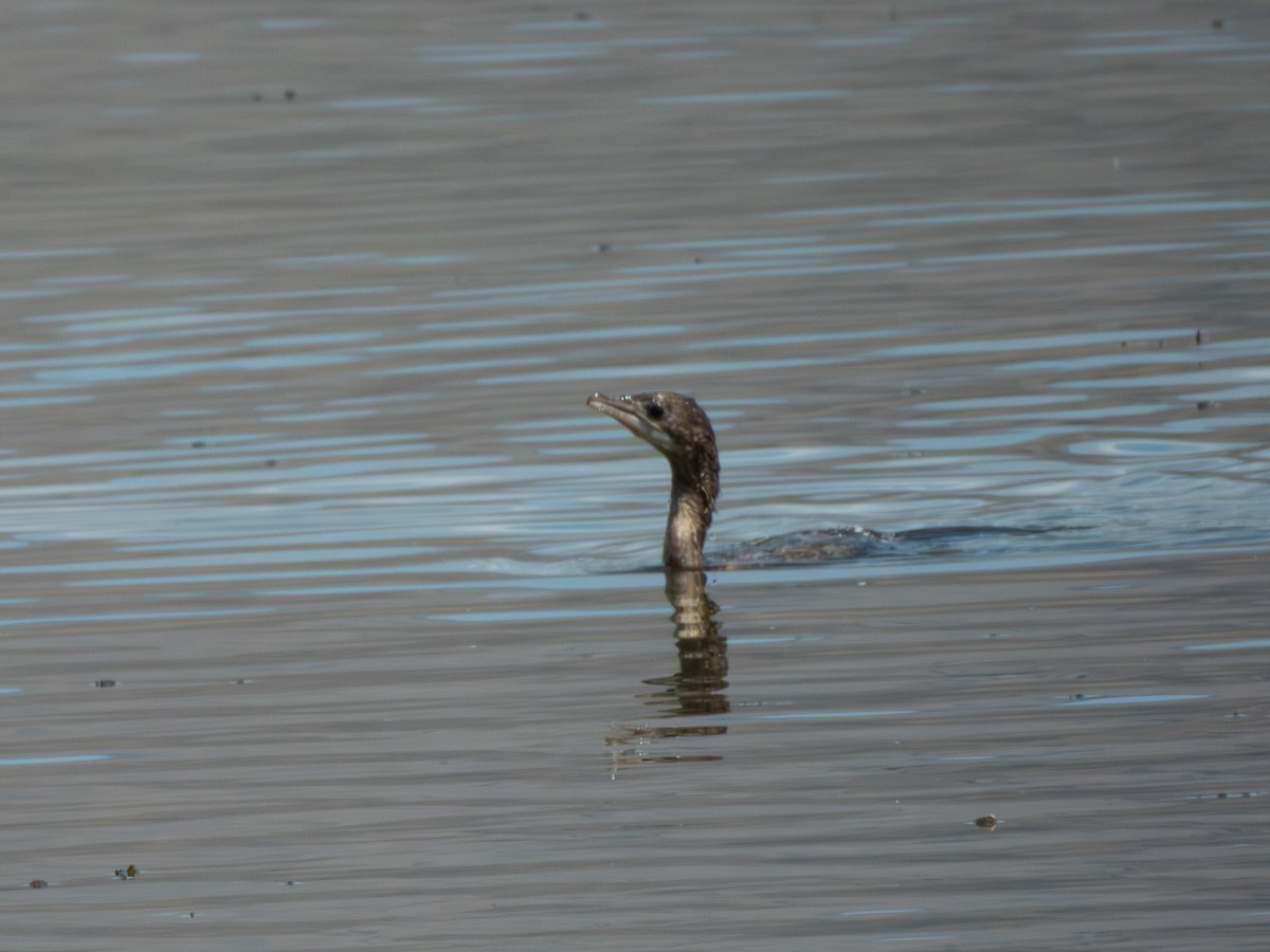 Zwergscharbe - ML642865684