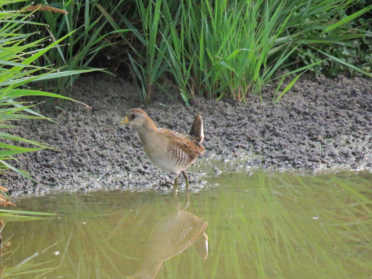 Sora - ML642865687