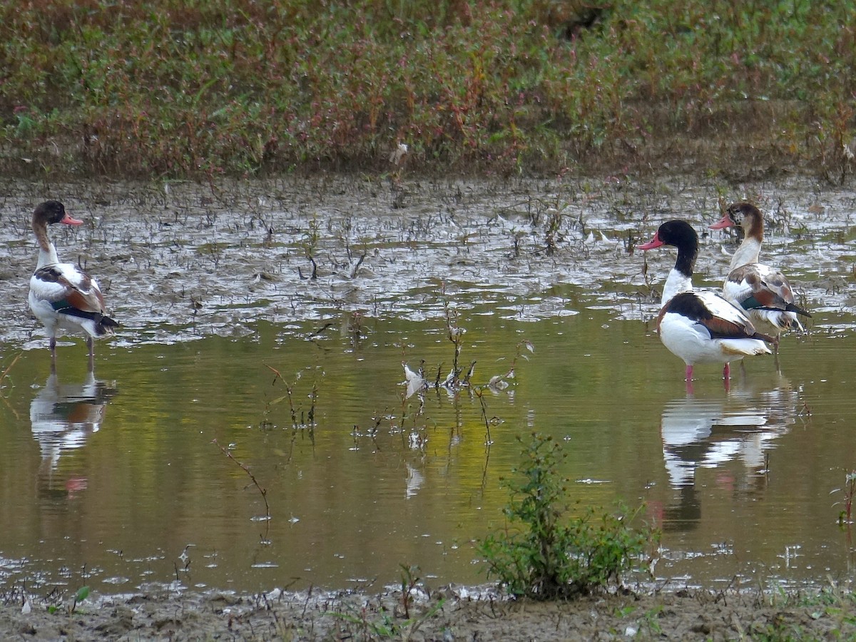 Common Shelduck - ML642865690