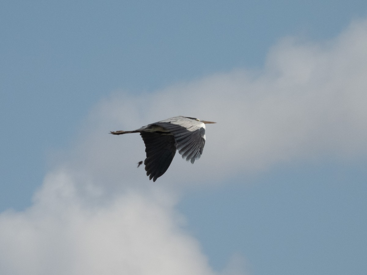 蒼鷺 - ML642865692