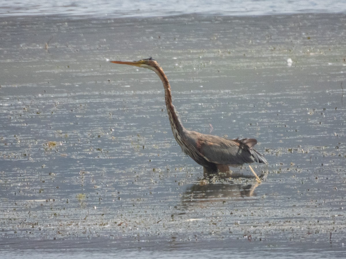 Purpurreiher - ML642865697