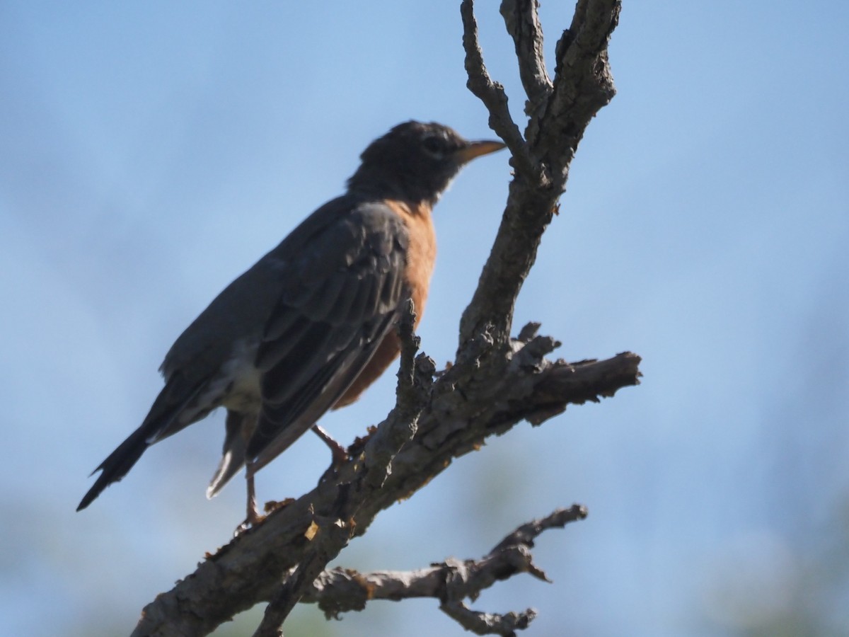 American Robin - ML642865700