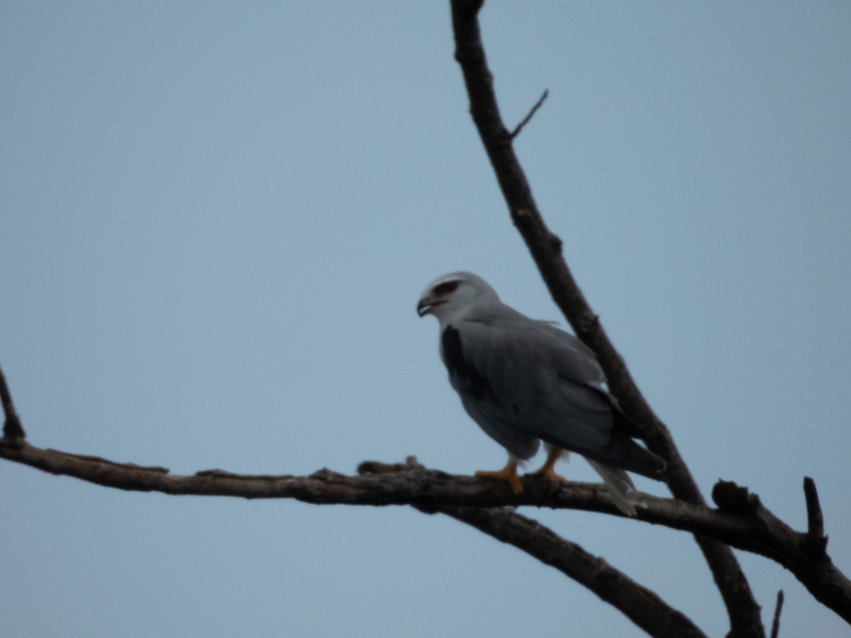 Black-winged Kite - ML642865706