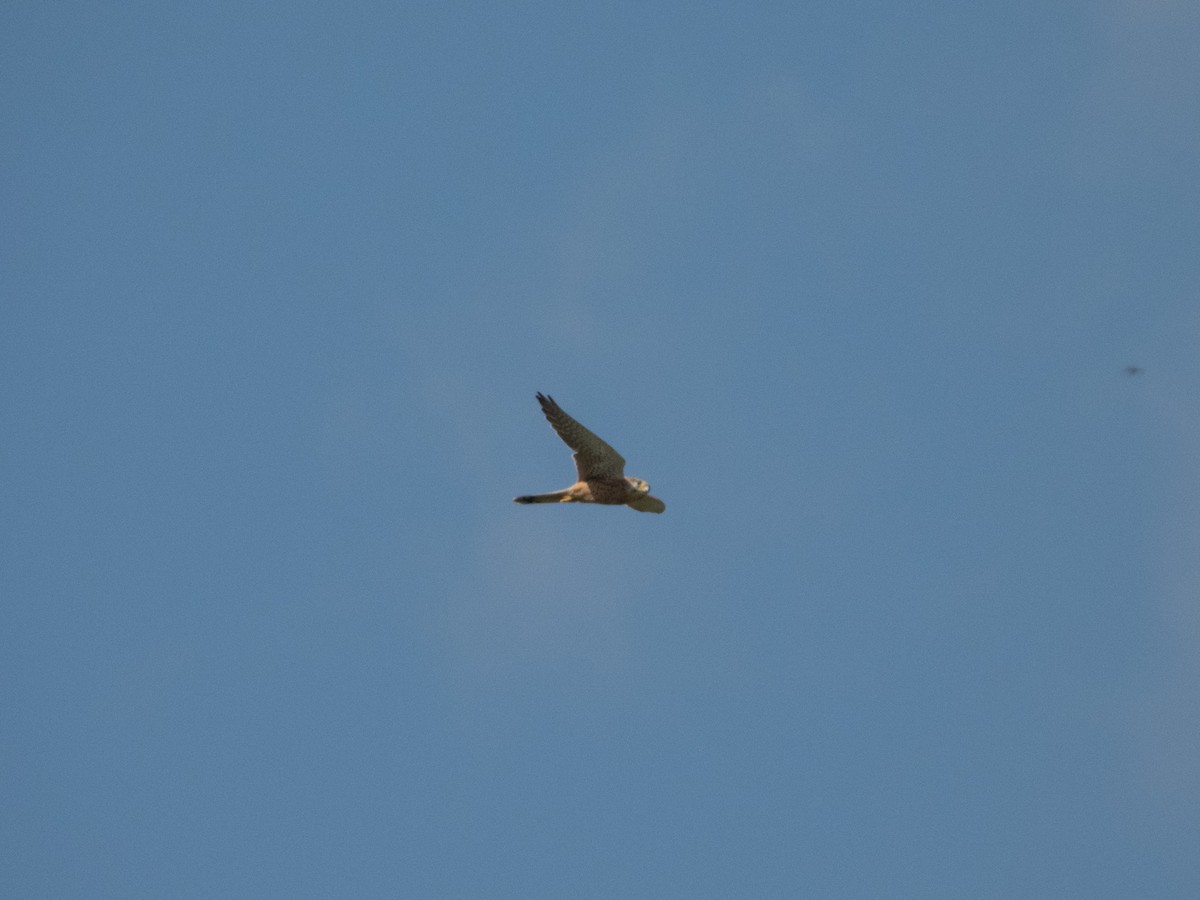 Eurasian Kestrel - ML642865711
