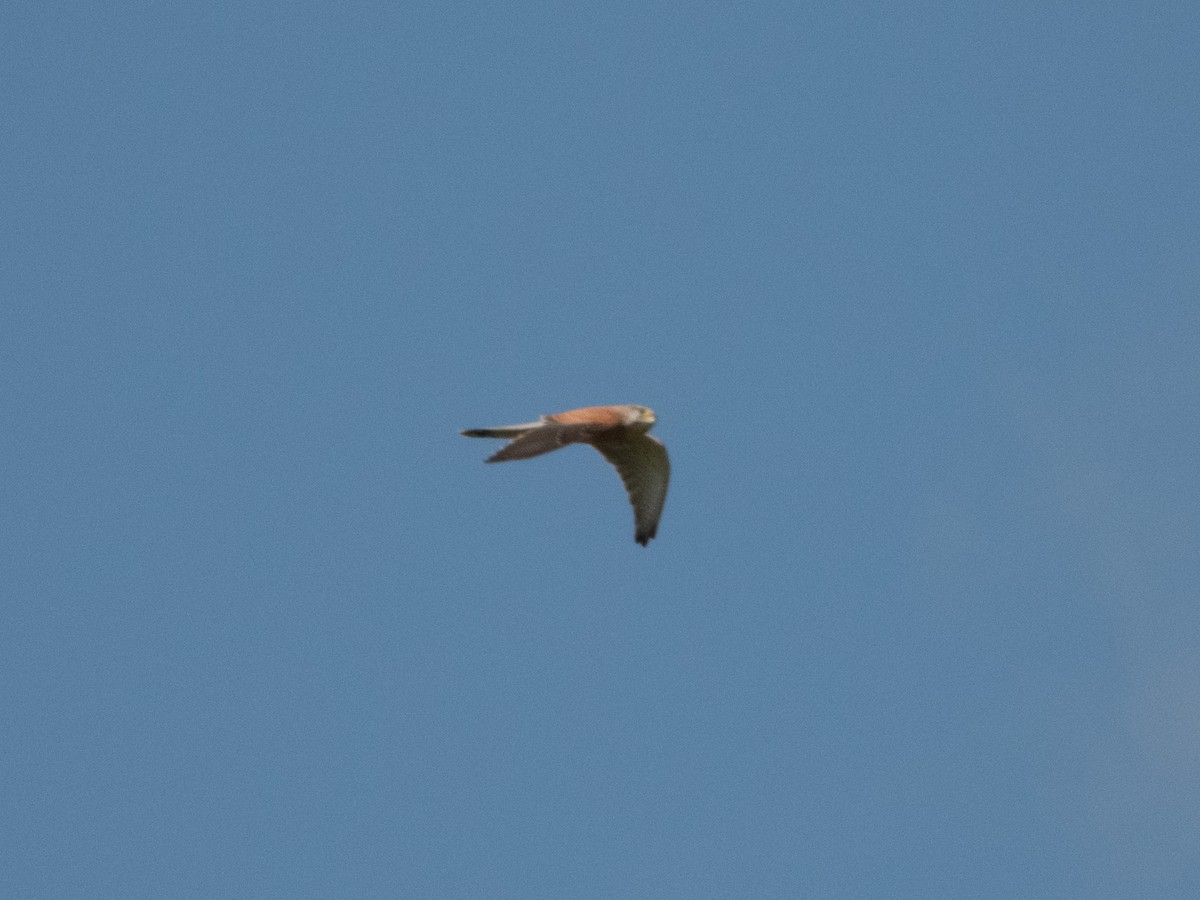 Eurasian Kestrel - ML642865712