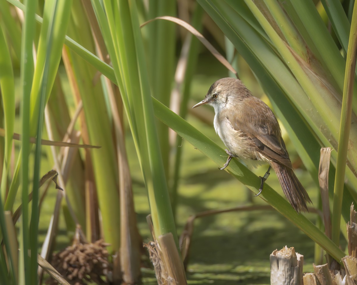 Lesser Swamp Warbler - ML642865714