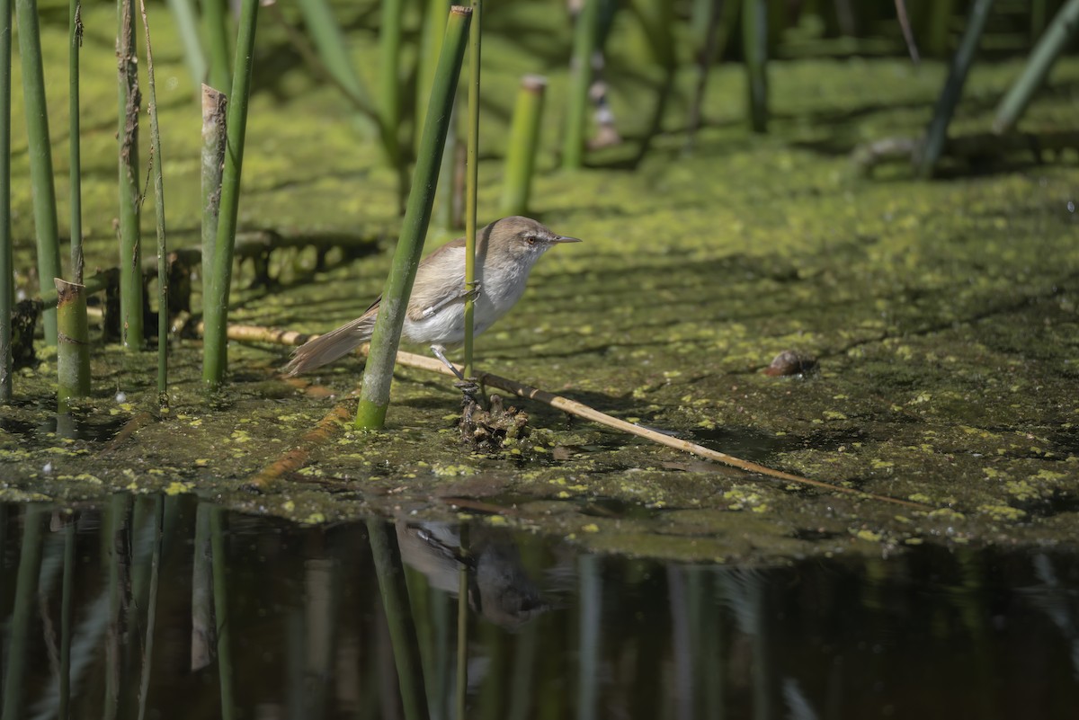 Lesser Swamp Warbler - ML642865715