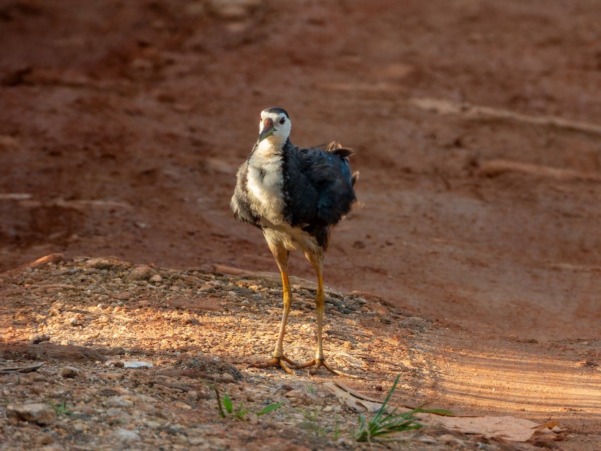 White-breasted Waterhen - ML642865717