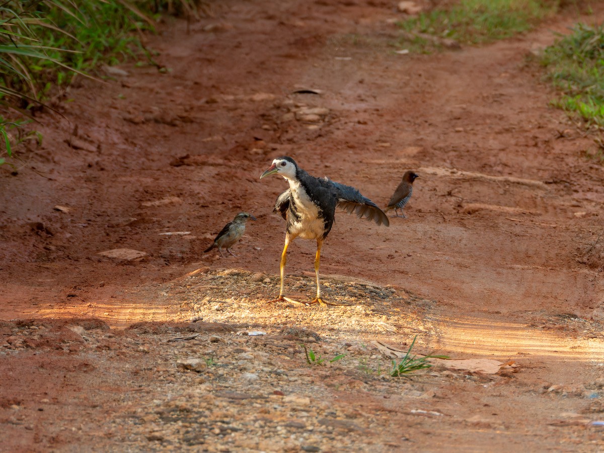 White-breasted Waterhen - ML642865718