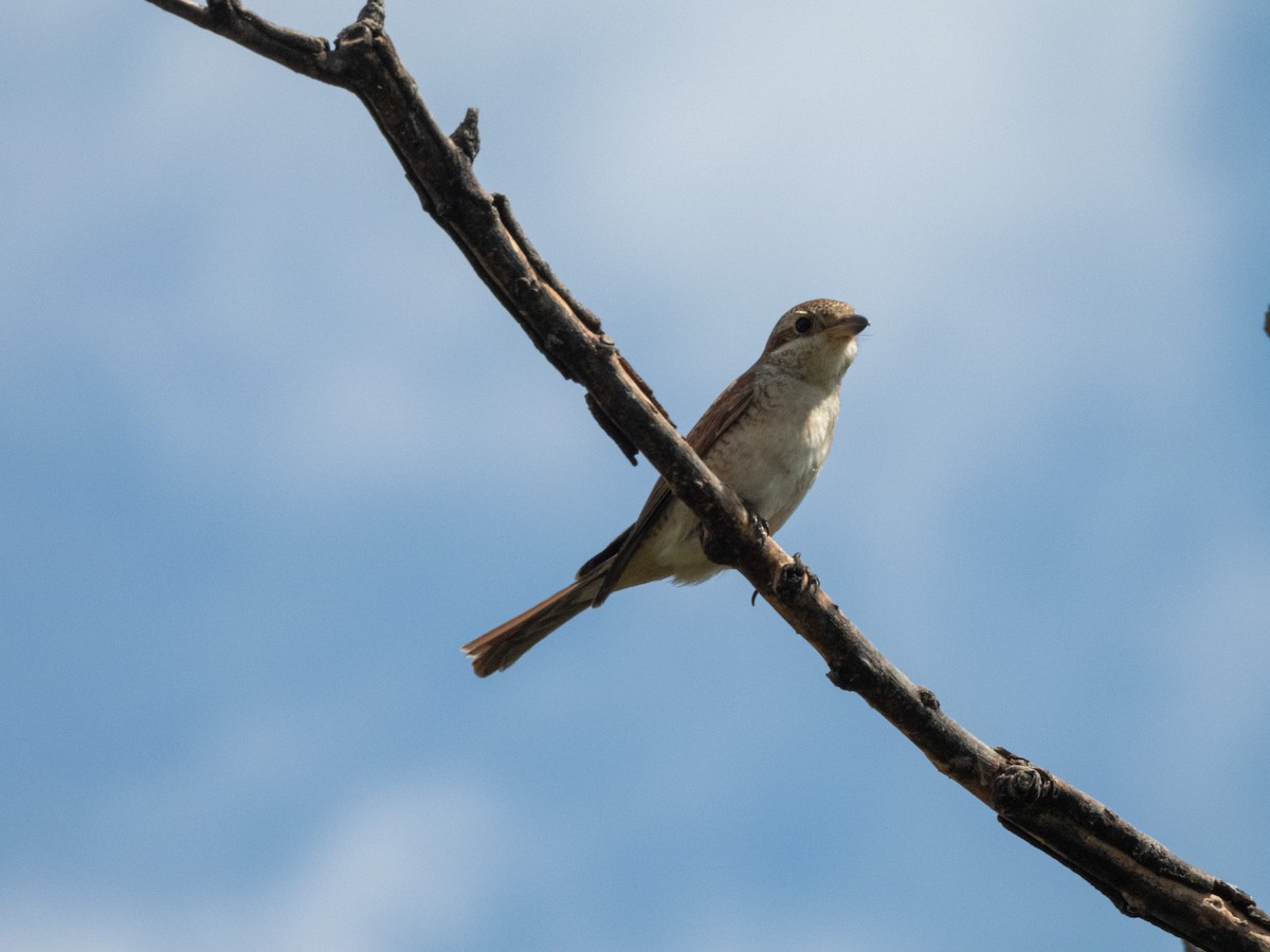 Neuntöter - ML642865721