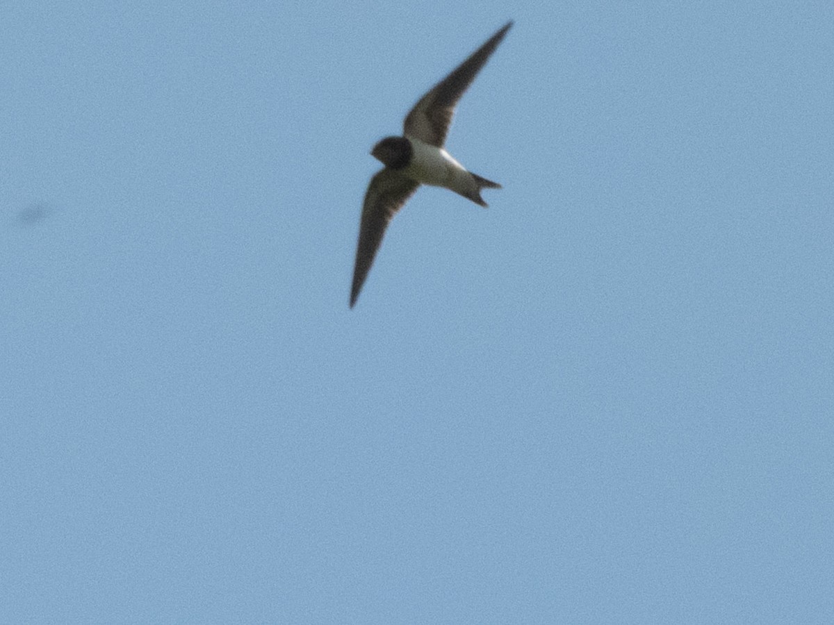 Barn Swallow - ML642865725