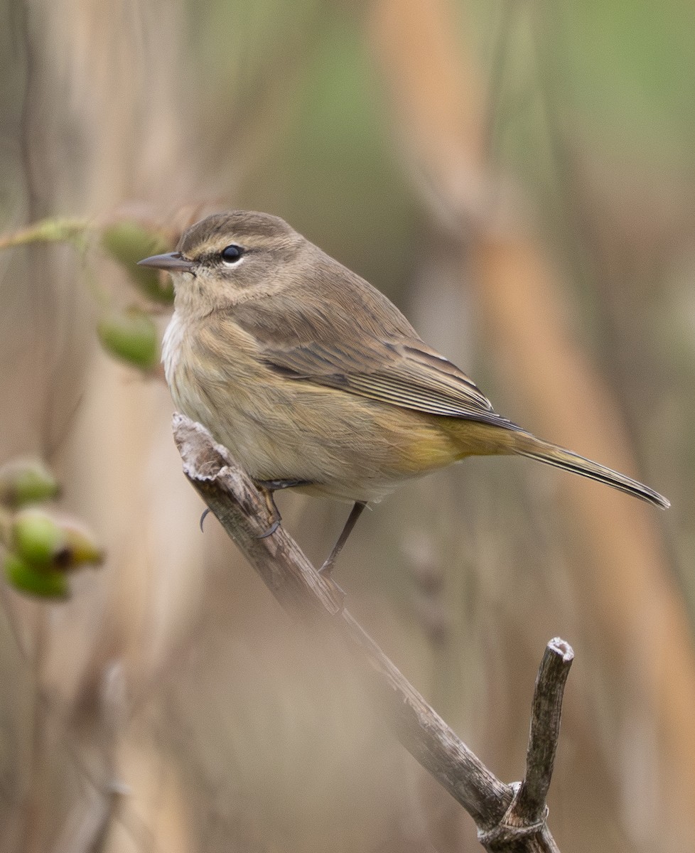 Palm Warbler - ML642865726