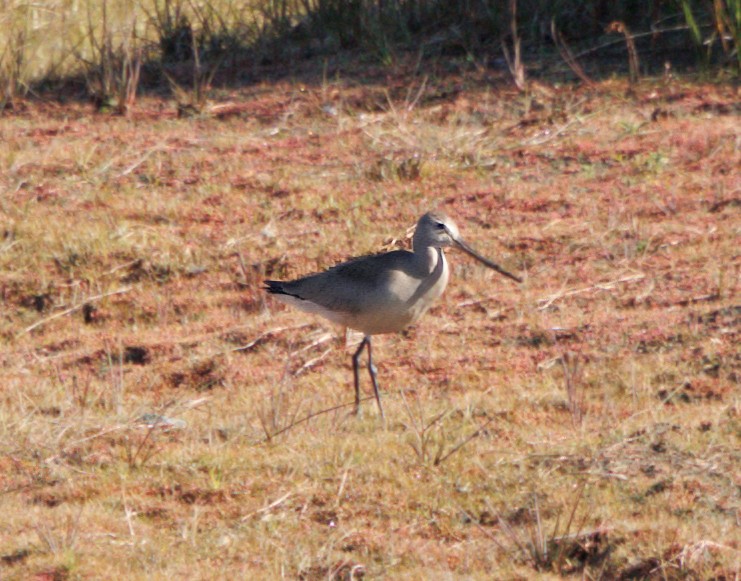 Hudsonian Godwit - ML642865730