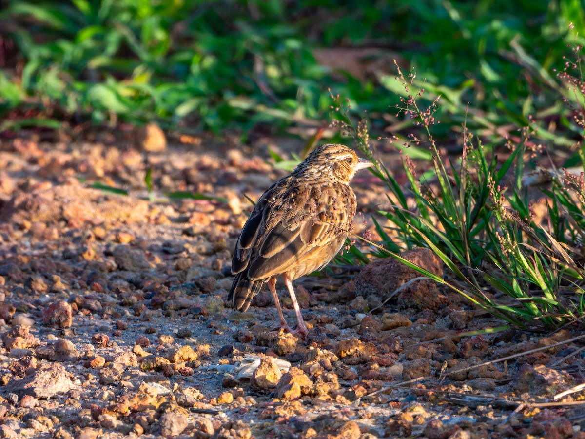 Jerdon's Bushlark - ML642865736