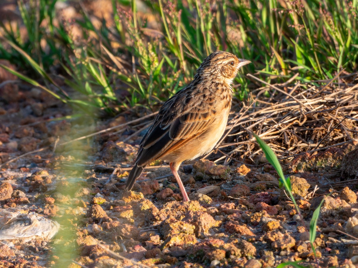 Jerdon's Bushlark - ML642865737