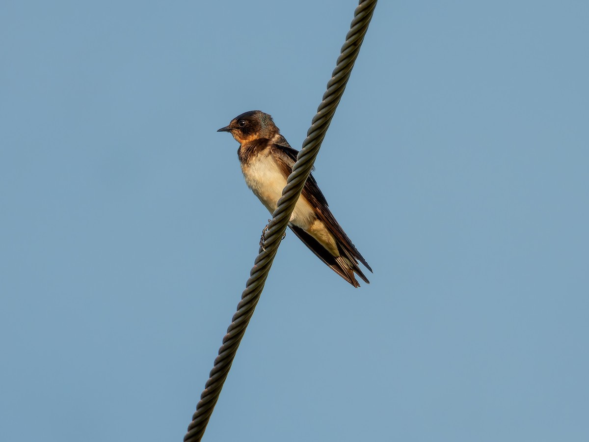 Barn Swallow - ML642865742