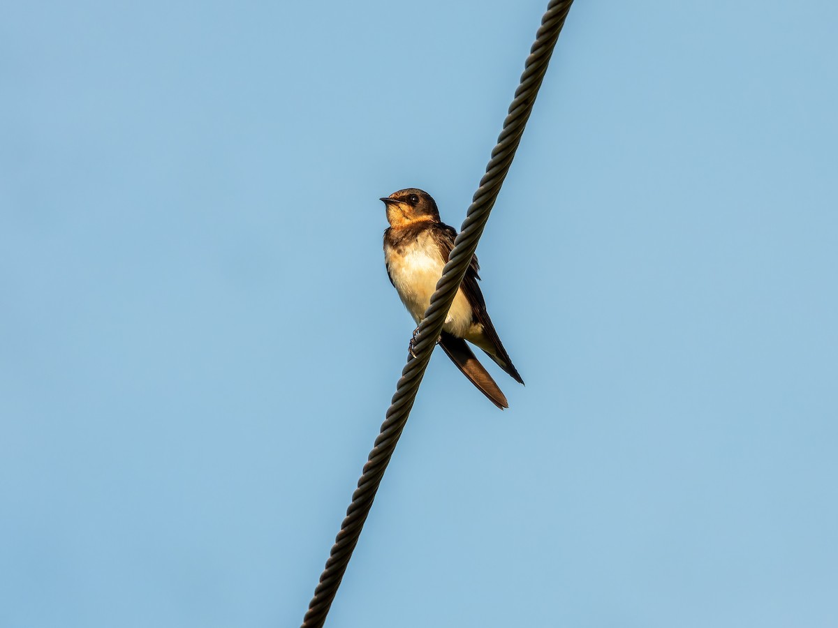 Barn Swallow - ML642865743