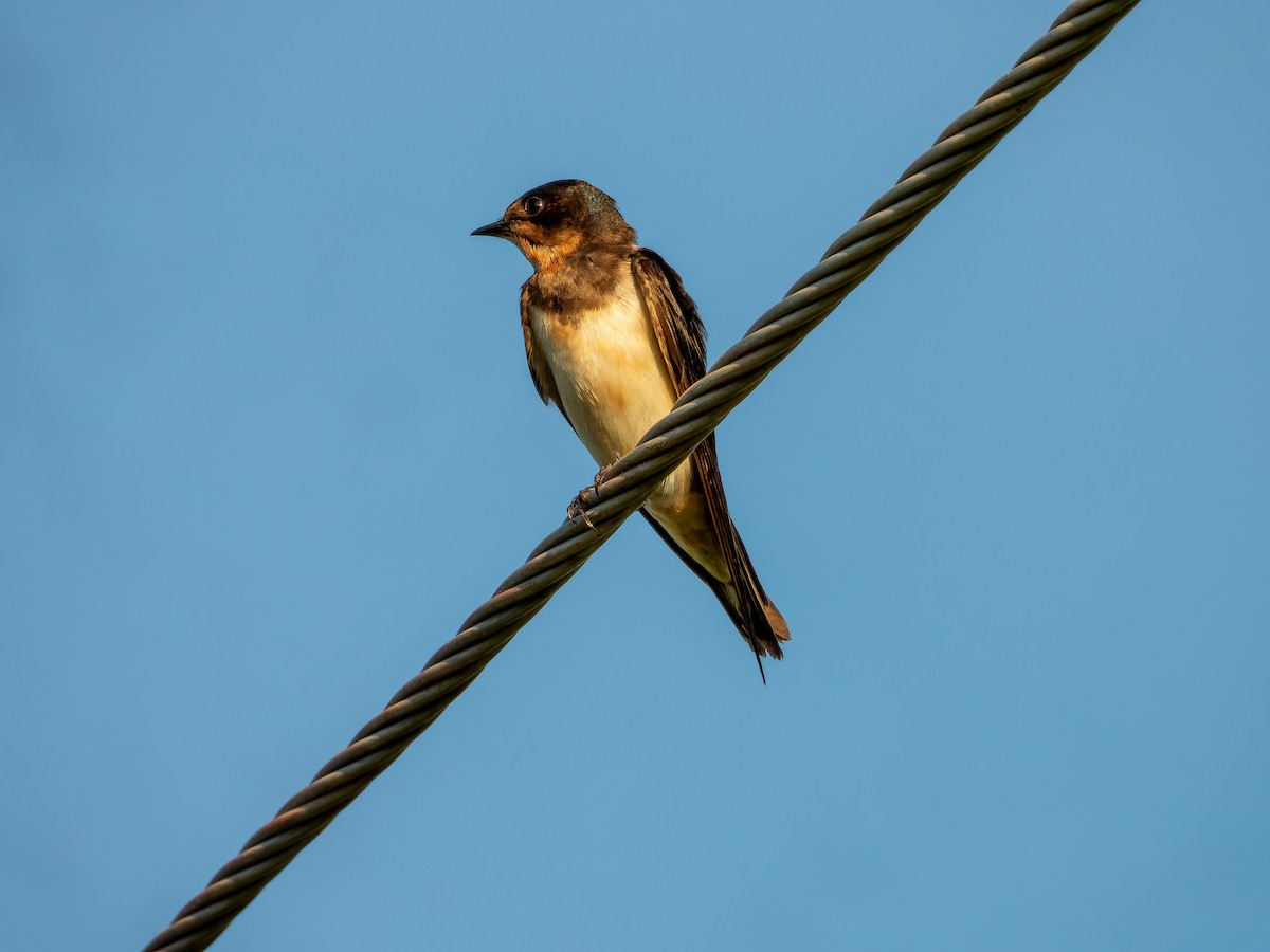 Barn Swallow - ML642865744