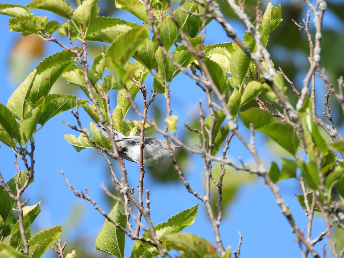 Blue-gray Gnatcatcher - ML642865776