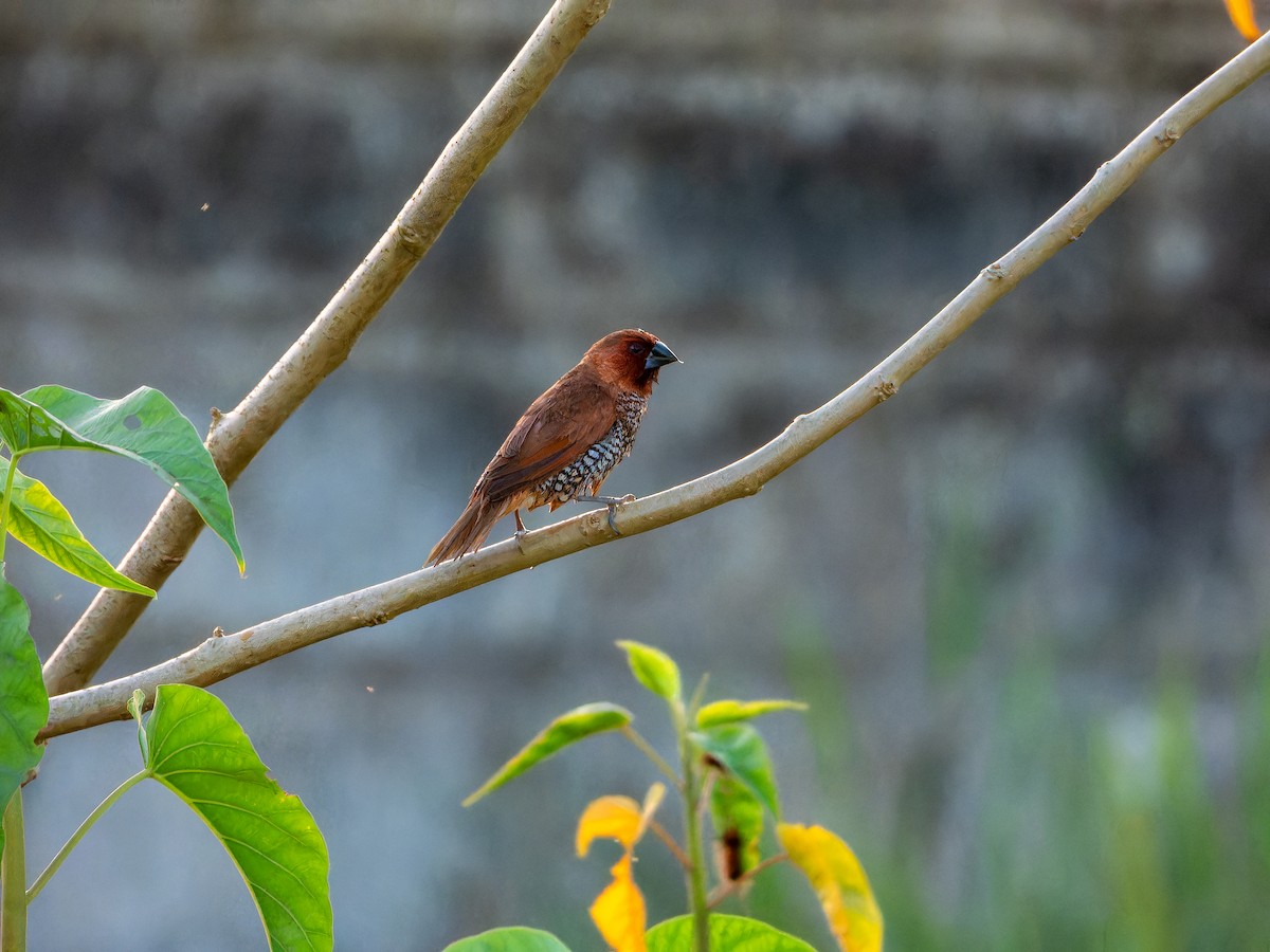 Scaly-breasted Munia - ML642865780