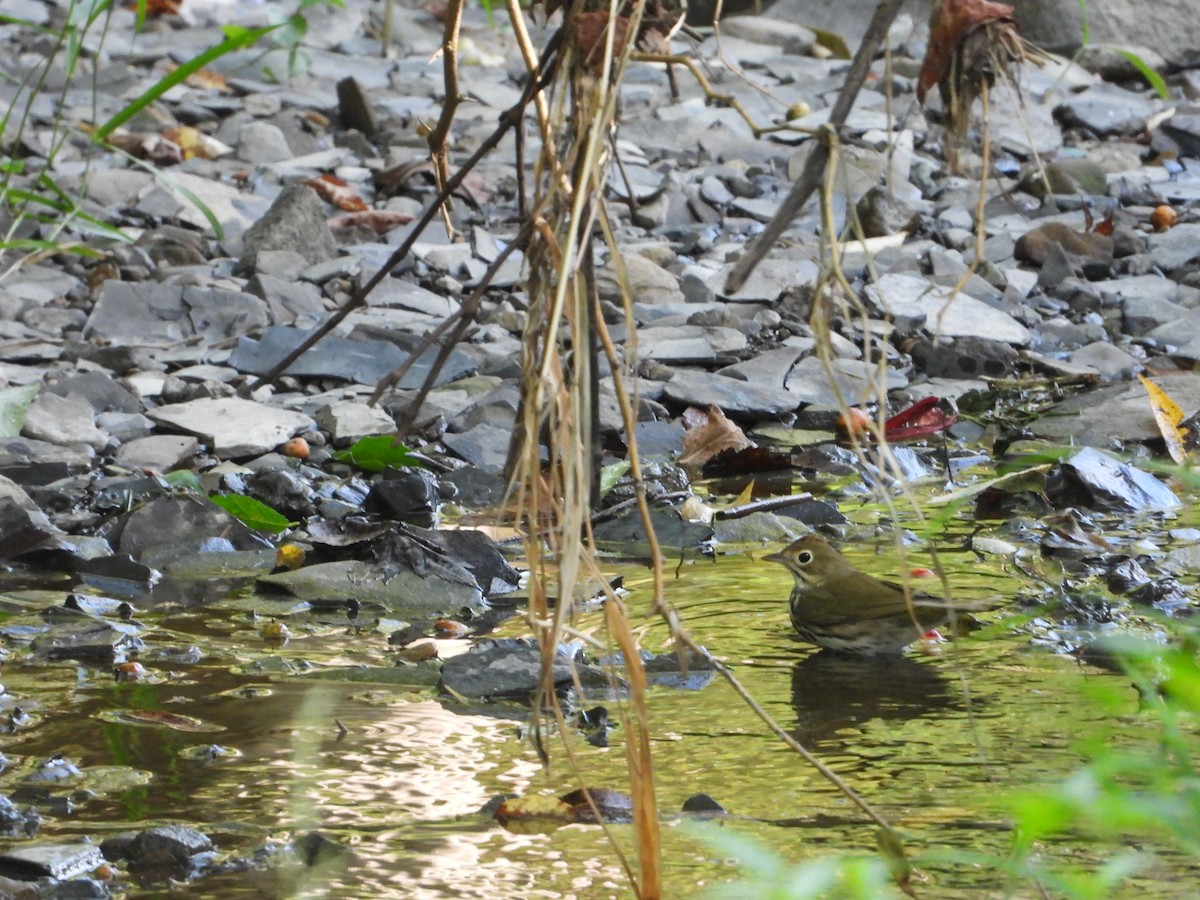 カマドムシクイ - ML642865790