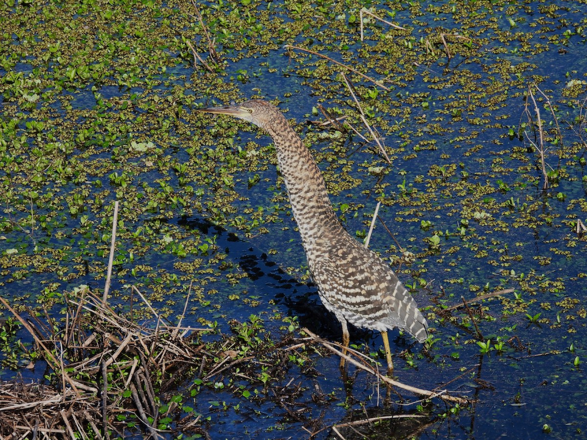 Rufescent Tiger-Heron - ML642865793