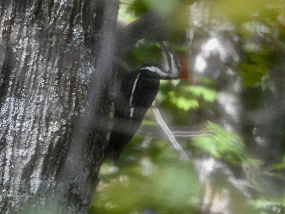 Pileated Woodpecker - ML642865800