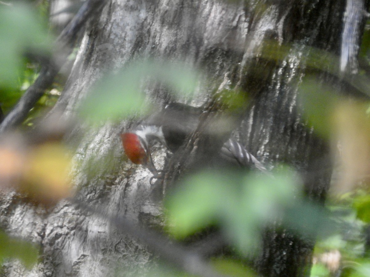 Pileated Woodpecker - ML642865801