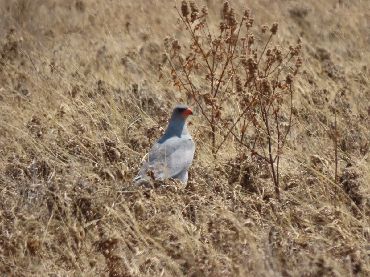 Pale Chanting-Goshawk - ML642865802