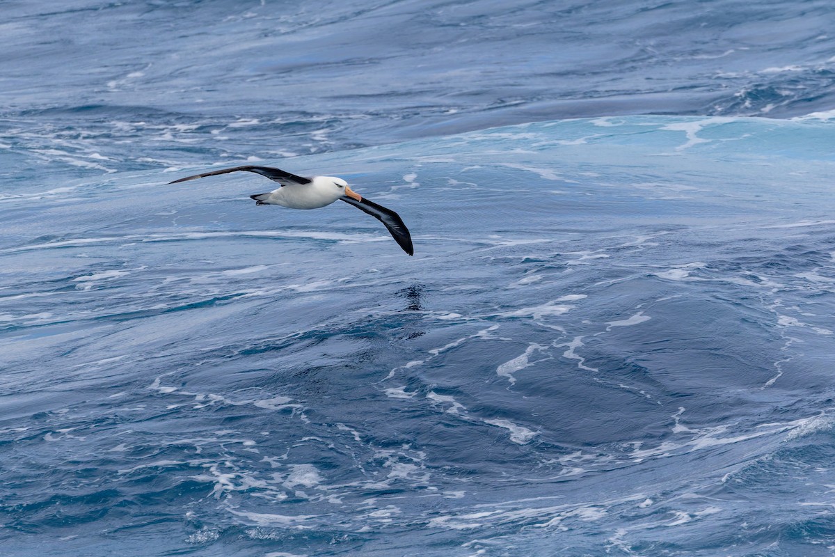 Black-browed Albatross (Campbell) - ML642865803