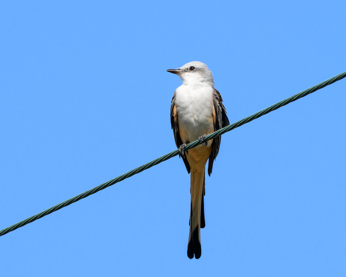 Scissor-tailed Flycatcher - ML642865804