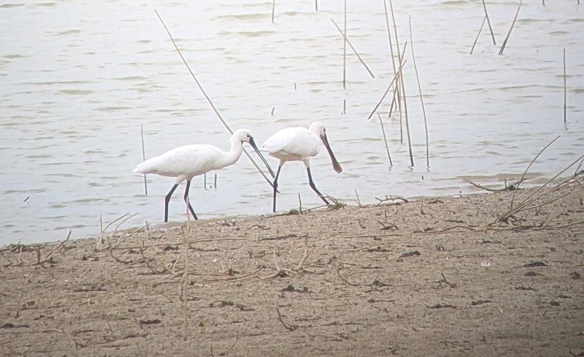Eurasian Spoonbill - ML642865805