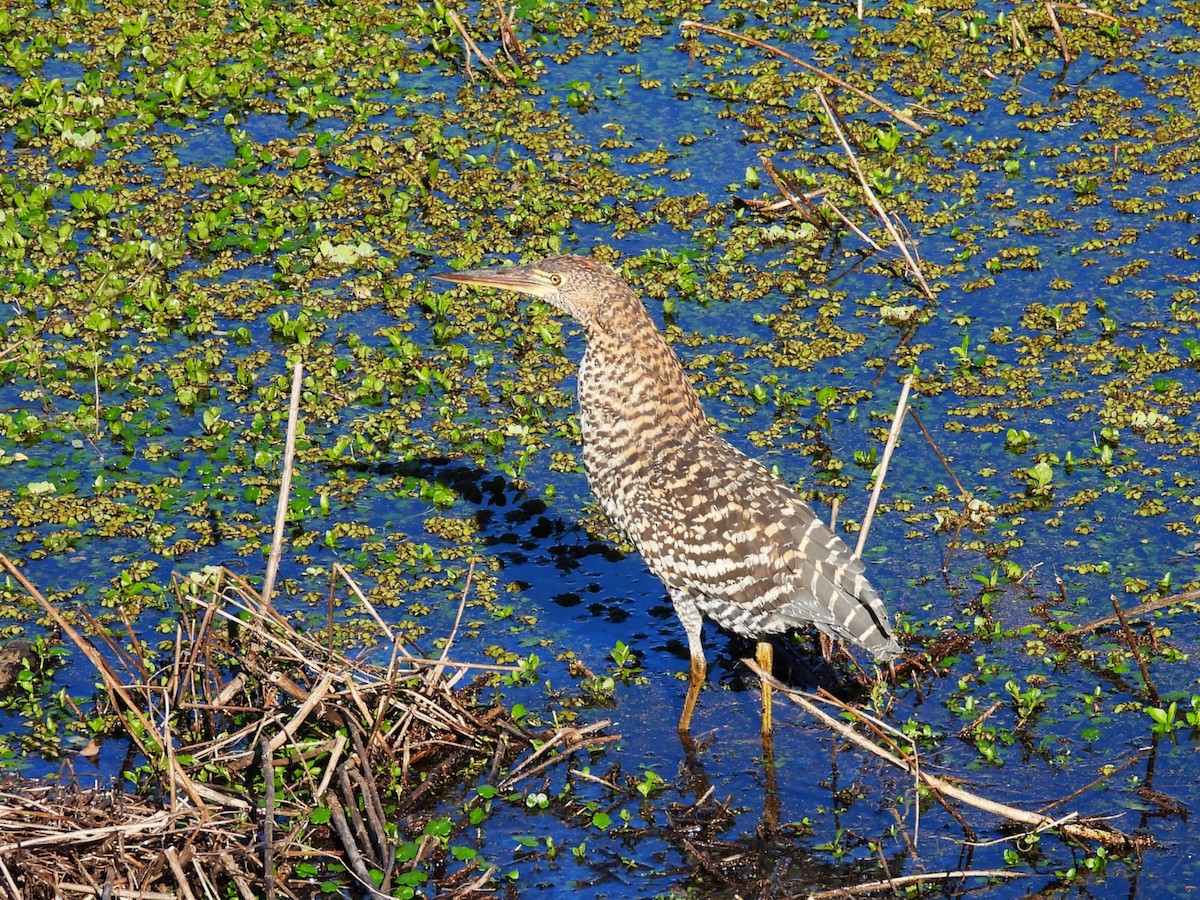 Rufescent Tiger-Heron - ML642865808