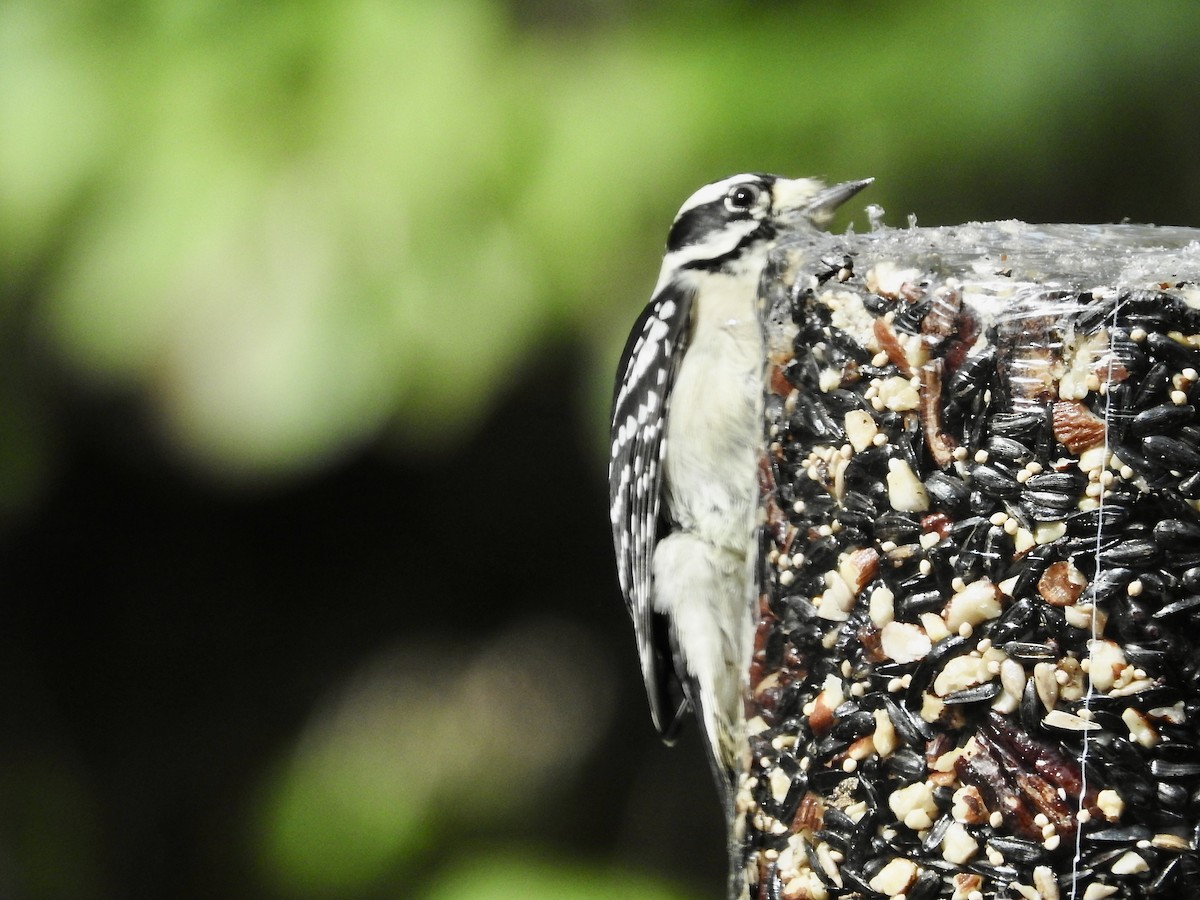 Downy Woodpecker - ML642865809