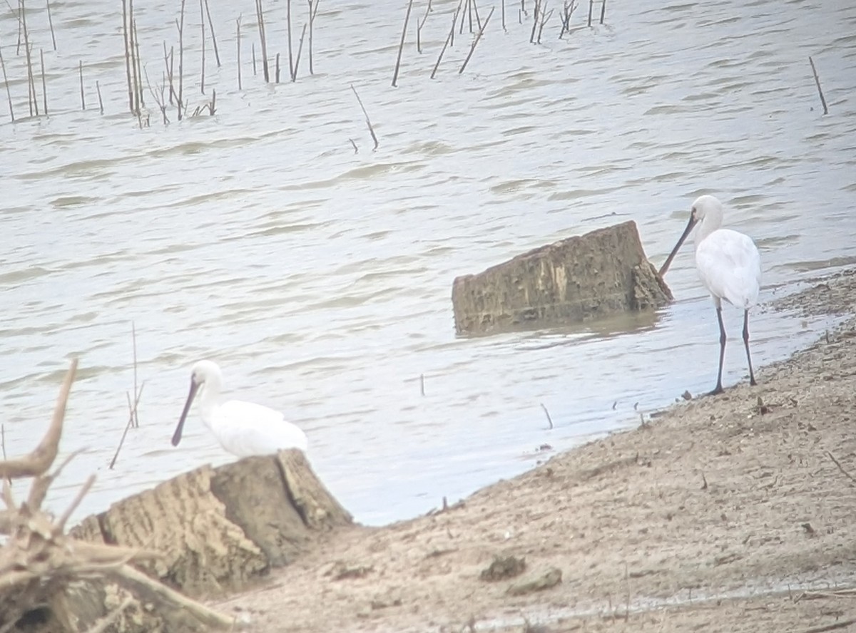 Eurasian Spoonbill - ML642865810