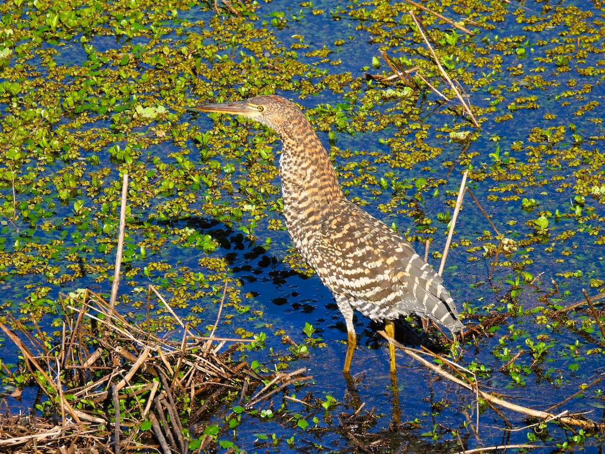 Rufescent Tiger-Heron - ML642865811