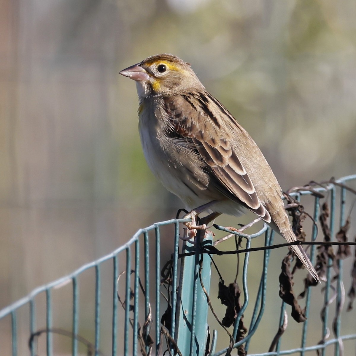 Dickcissel - ML642865815